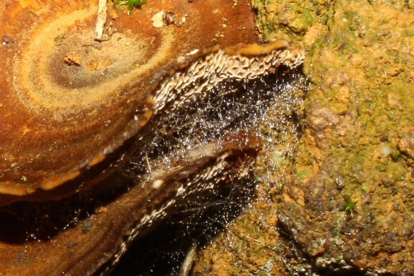 Fungo da determinare-2